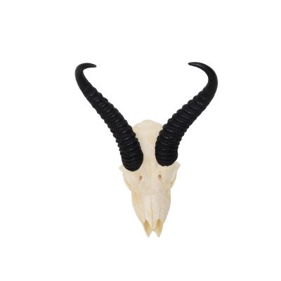 Springbok schedel decoratief