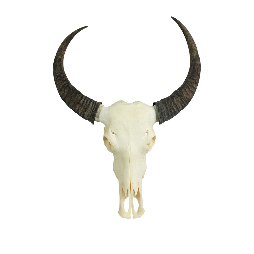 Metropolitan kasteel Nuttig Waterbuffel schedel ter decoratie kijk op de website voor meer schedels
