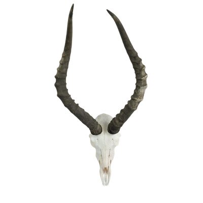 impala-schedel