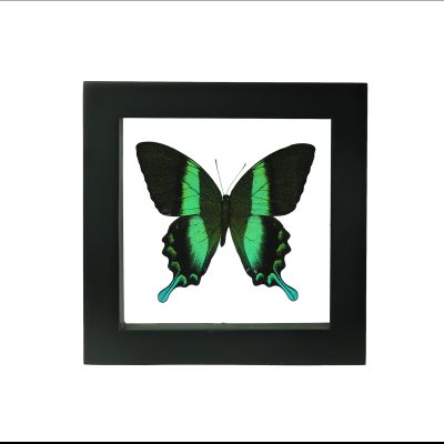 decoratieve vlinder in lijst